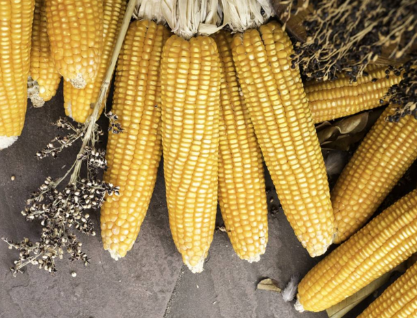 玉米供求關(guān)系影響著價(jià)格，2022年我國玉米播種面積和產(chǎn)量或?qū)⒊掷m(xù)增加(圖2)