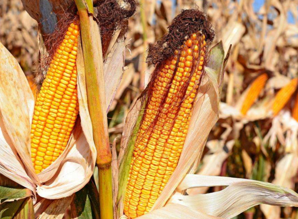 玉米供求關(guān)系影響著價(jià)格，2022年我國玉米播種面積和產(chǎn)量或?qū)⒊掷m(xù)增加(圖4)