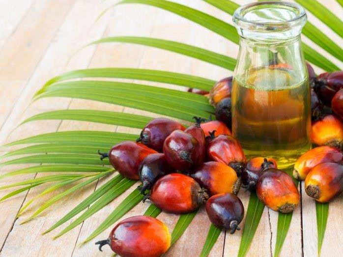 如何投資建設(shè)棕櫚油加工廠？企鵝糧油機(jī)械在線為您答疑解惑(圖1)