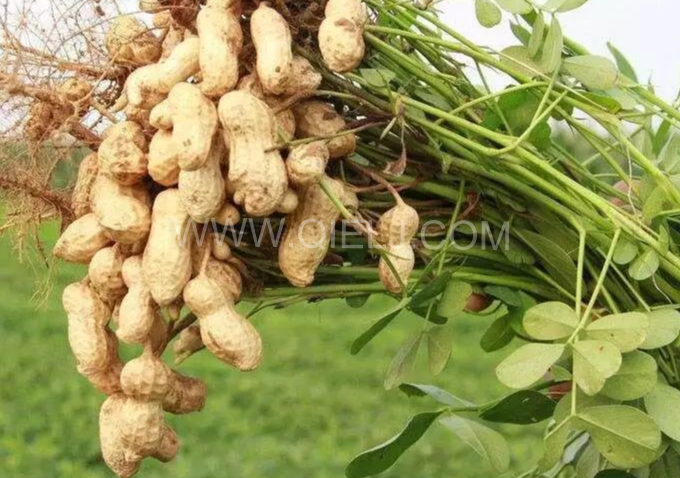 企鵝機(jī)械提供全套花生油提取設(shè)備，服務(wù)周到獲稱贊(圖1)